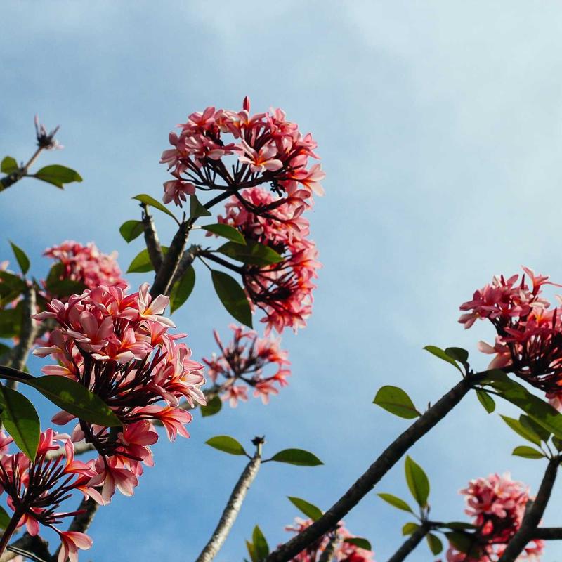 Composition "Jardin"