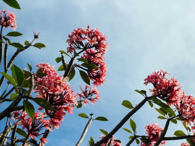 Façade fleurie printemps